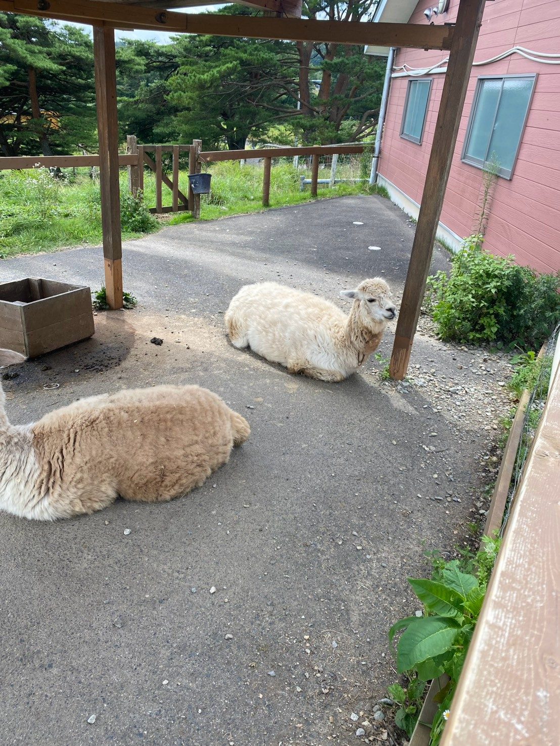 くつろぐアルパカ